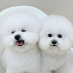 cute.bbo.bbo