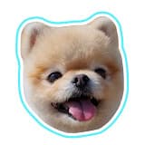 포메라니안 레페