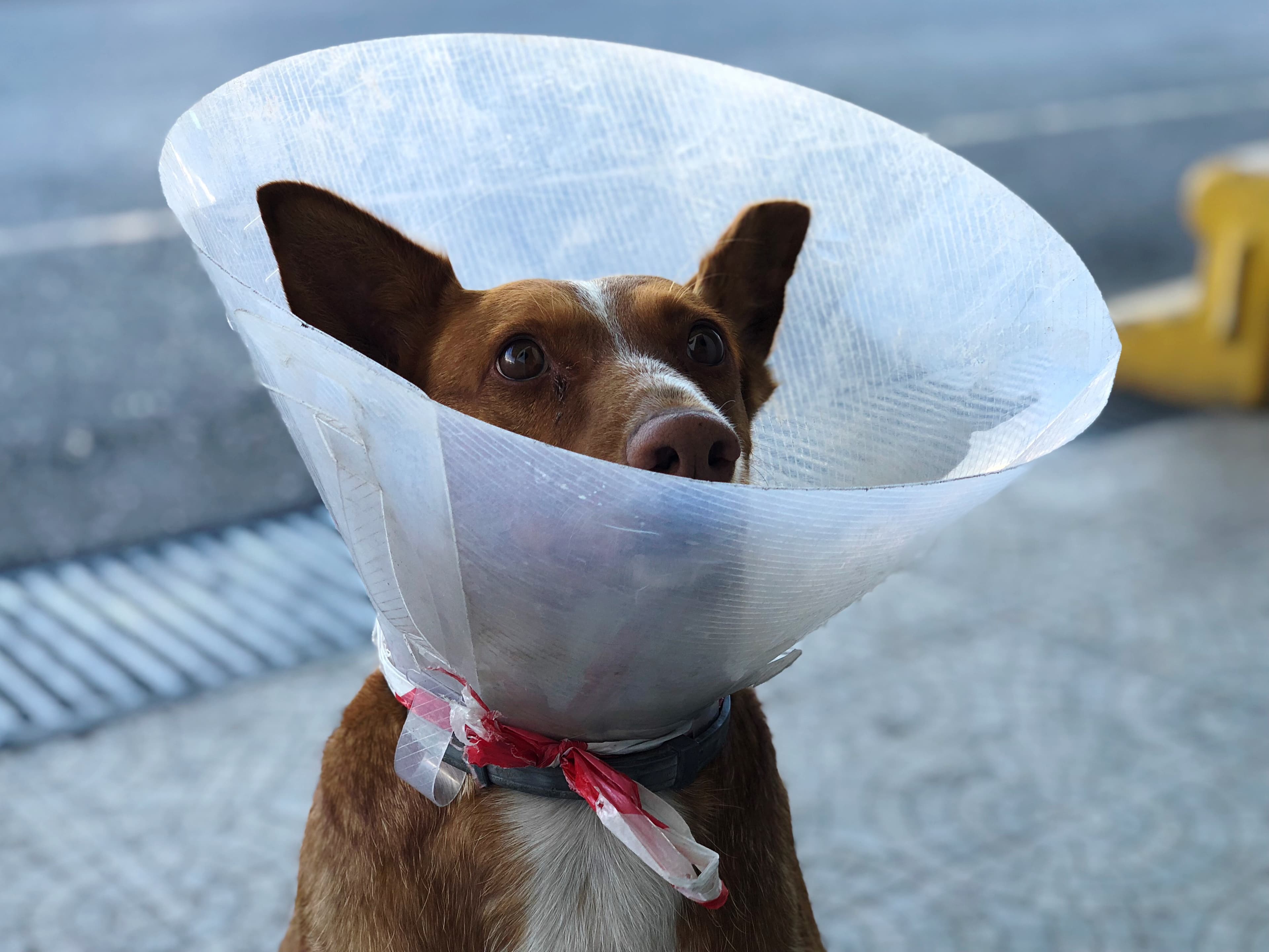 Should You Really Neuter Your Dog?