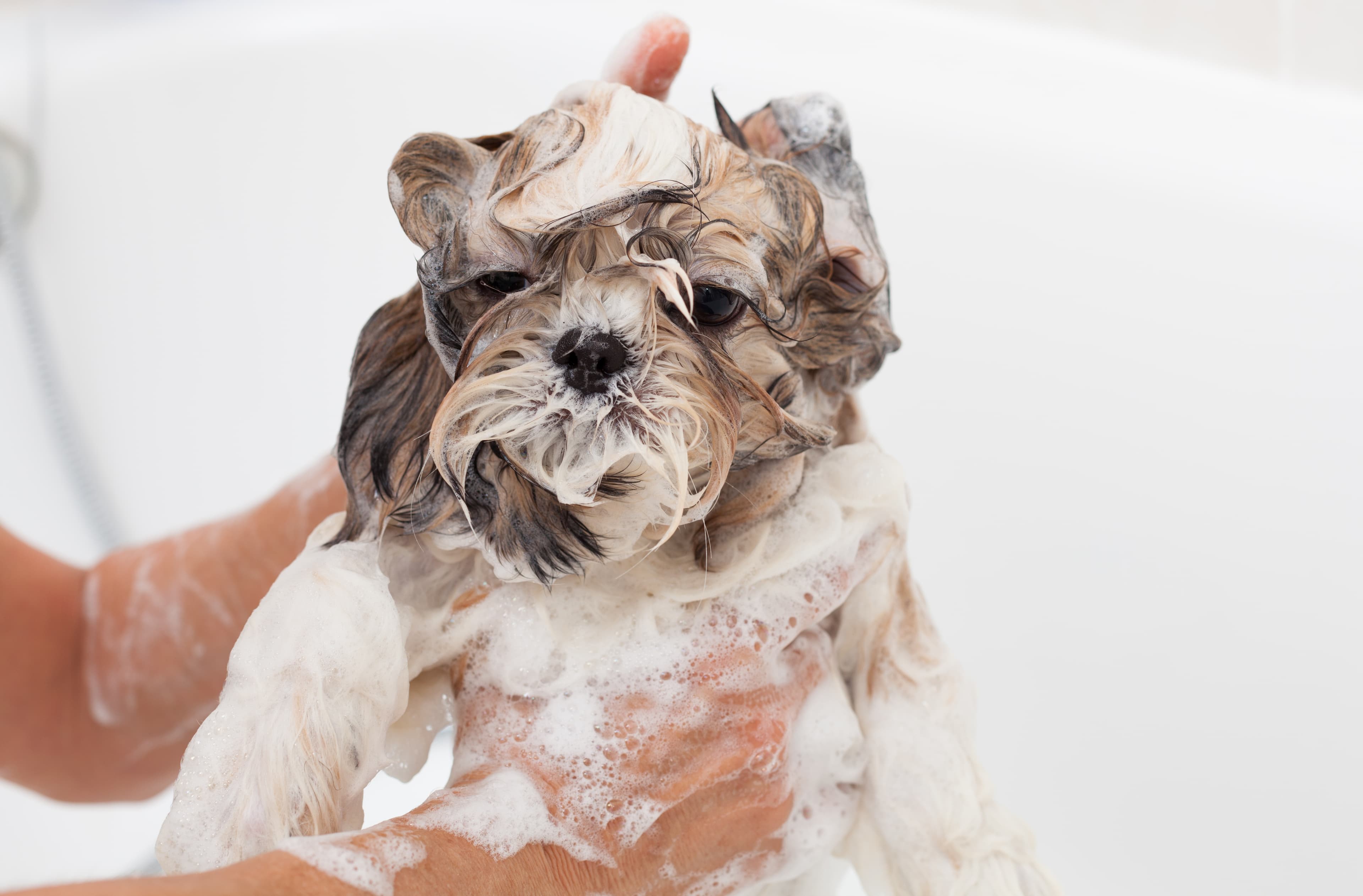 Pet Shampoo: How Is It Different from Human Shampoo?